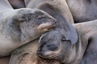 Cape fur seals are taking a nap in Cape Cross Seal Reserve, Namibia.