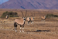 A group of oryx (gemsbok) are curiously looking into the camera in Namib-Naukluft National Park, Namibia.